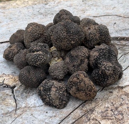 Tartufo nero estivo intero 100 - nero,